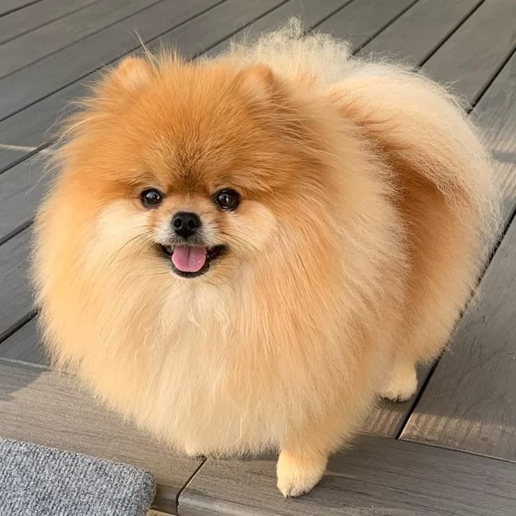 Adult Pomeranian